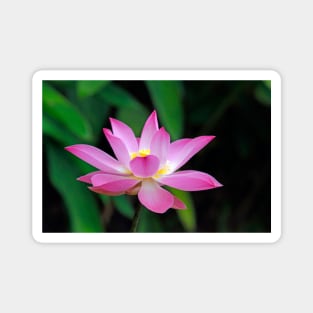 Pink Lotus Flower Magnet