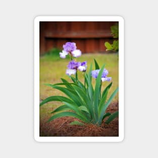 Blue Violet Irises Magnet