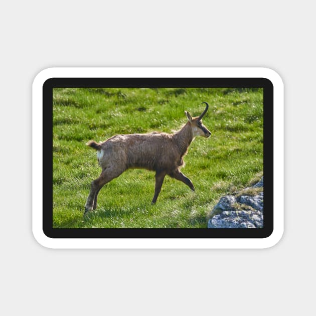 A male mountain goat in the early summer on a pasture Magnet by naturalis