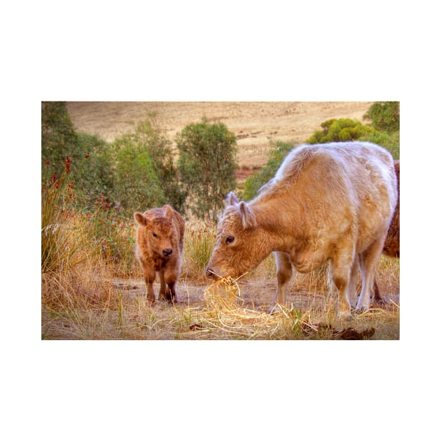 Mother and Daughter, Galloway Cows, Kanmantoo, Adelaide Hllls, SA by Mark Richards