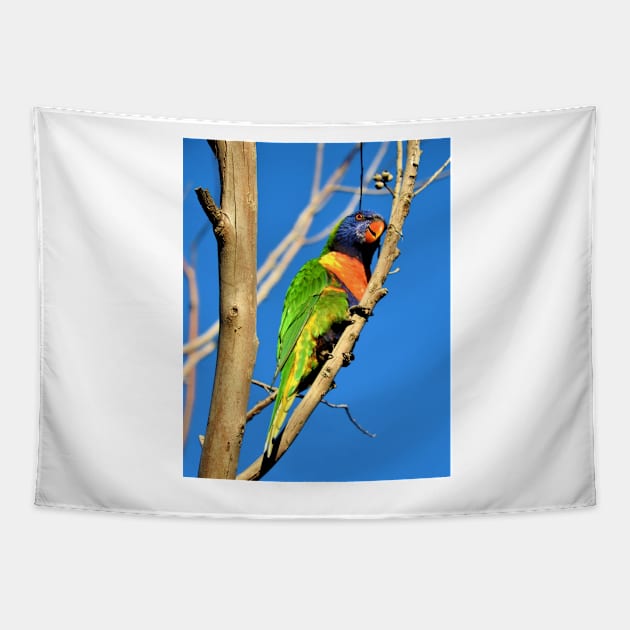 Rainbow Lorikeet Tapestry by kirstybush