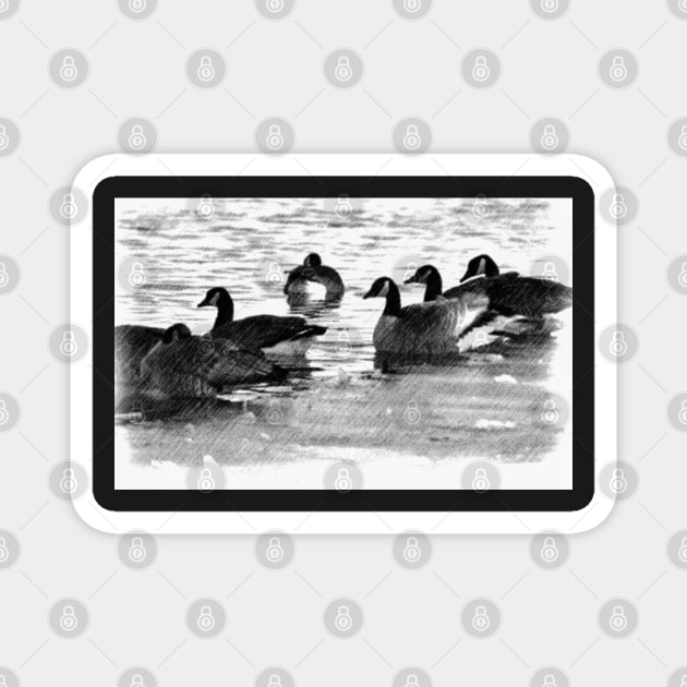 Canada Geese in Black & White. Magnet by CanadianWild418