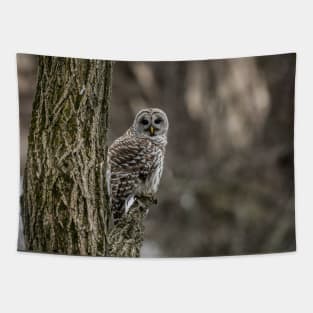 Barred Owl In Tree Tapestry