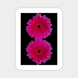 Hot Pink Gerbera Magnet