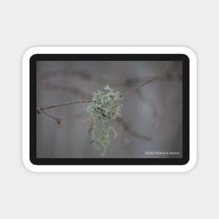 Moss on a Branch Magnet