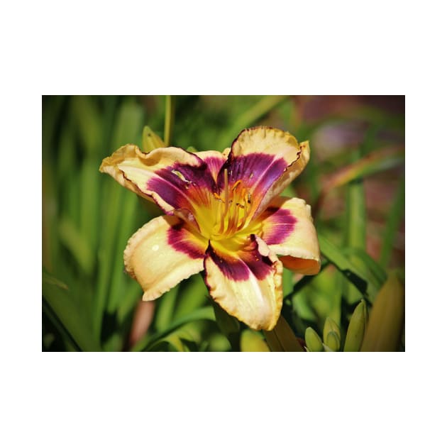 Peach And Wine Daylily by Cynthia48