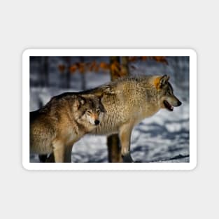 Timber Wolf Magnet