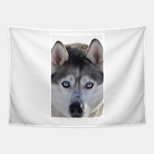 Husky Tapestry