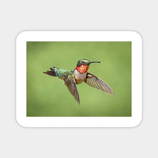 Hummingbird Male Ruby Throat Magnet