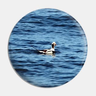 A Long-tailed Duck Swimming Pin