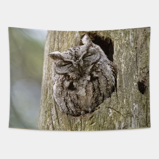 Sleeping Screech Owl Tapestry by jaydee1400