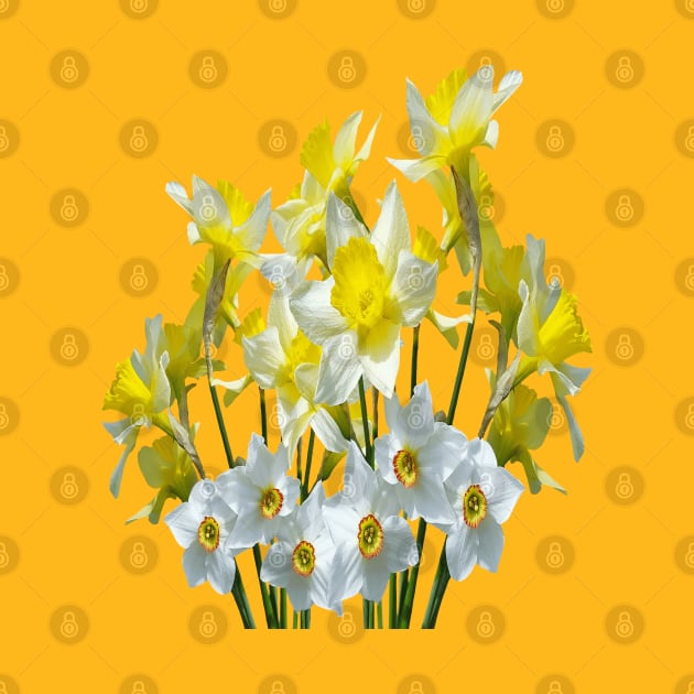 Yellow Daffodils And White Narcissi Isolated On White by taiche