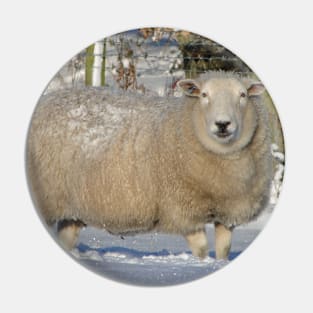 Ewe Looking at Me? Pin