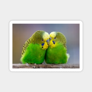 Budgie pair in love Portrait Wall Art Photograph Magnet