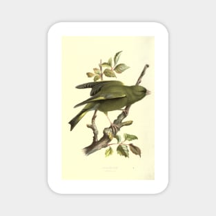 Greenfinch Magnet