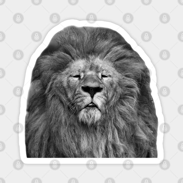 Majestic Lion Magnet by dalyndigaital2@gmail.com