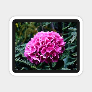 Deep Pink Summer Hydrangea Photo with Digital Effects Magnet