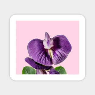 Tropical purple orchid Magnet