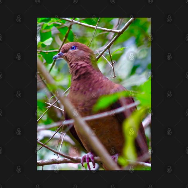 The Brown Cuckoo Dove by Mickangelhere1