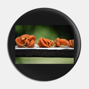 Crooked Carrots Pin