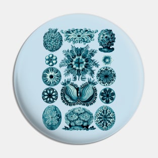 Ernst Haeckel Ascidiae Sea Squirts Teal Pin