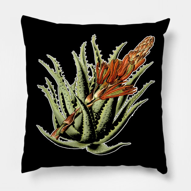 Aloe Vera Plant Botanical Print Pillow by encycloart