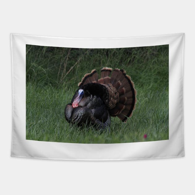 Spring Tom Turkey Strutting in green grass Tapestry by ROBERTDBROZEK