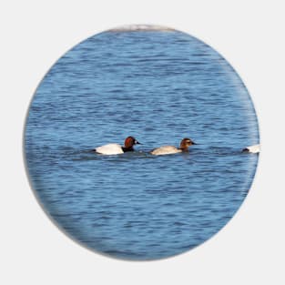 Canvasback Ducks Swimming Along a River Pin