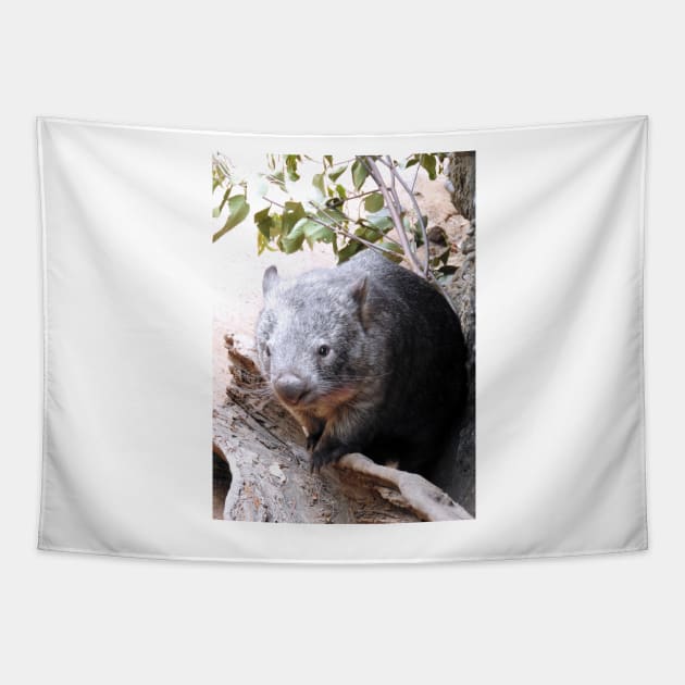 Wombat Tapestry by kirstybush