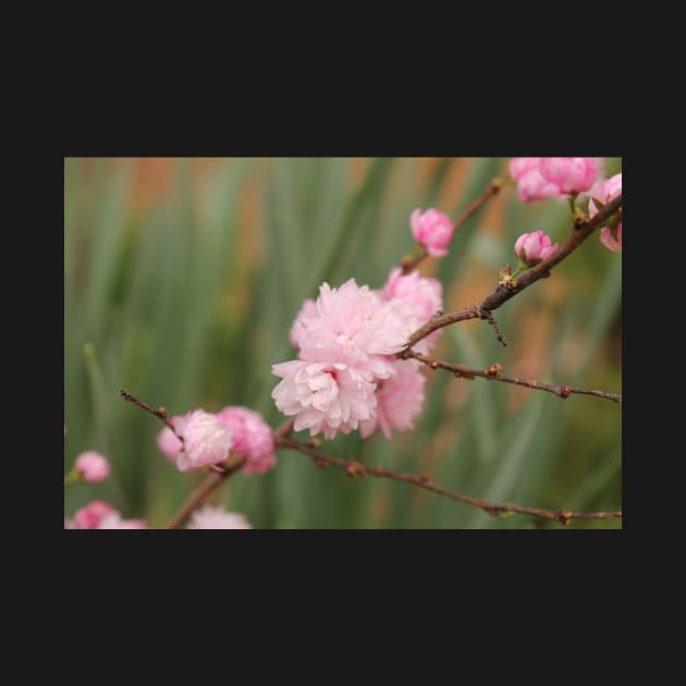 Flowering Pink Almond by PurpleKittyCat