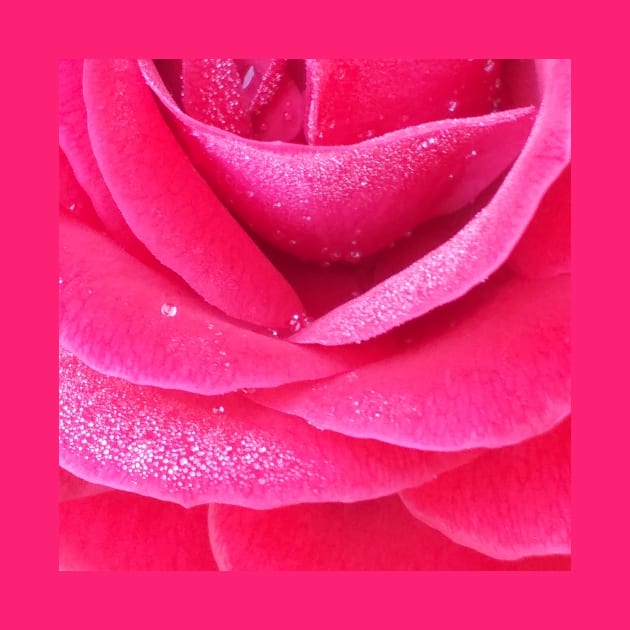 Dew on pink rose petals macro by oknoki