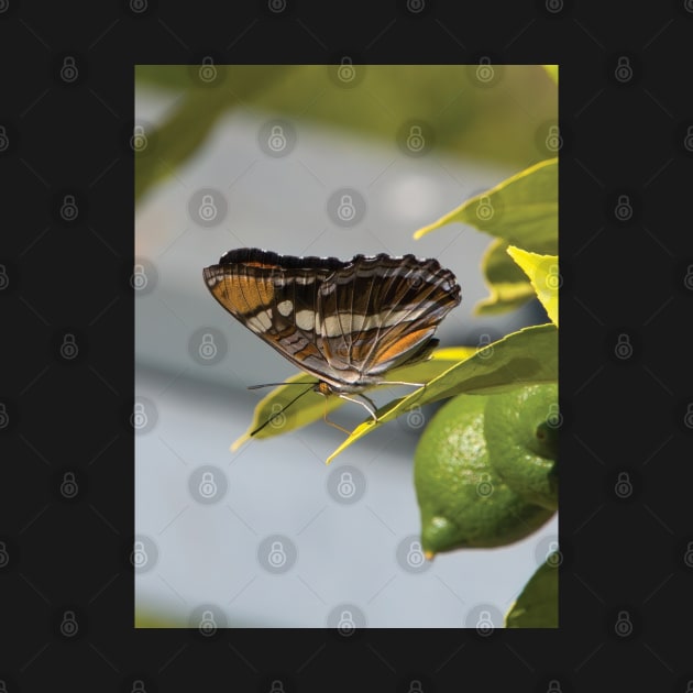 California Sister Butterfly Resting On A Lemon Tree by DPattonPD