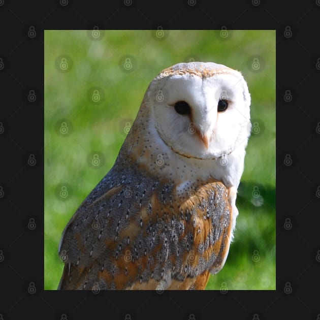 Barn Owl by declancarr