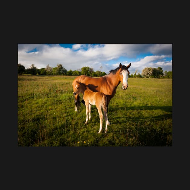 Mother and Foal#1 by RJDowns