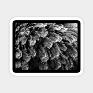 Ostrich Feathers Magnet