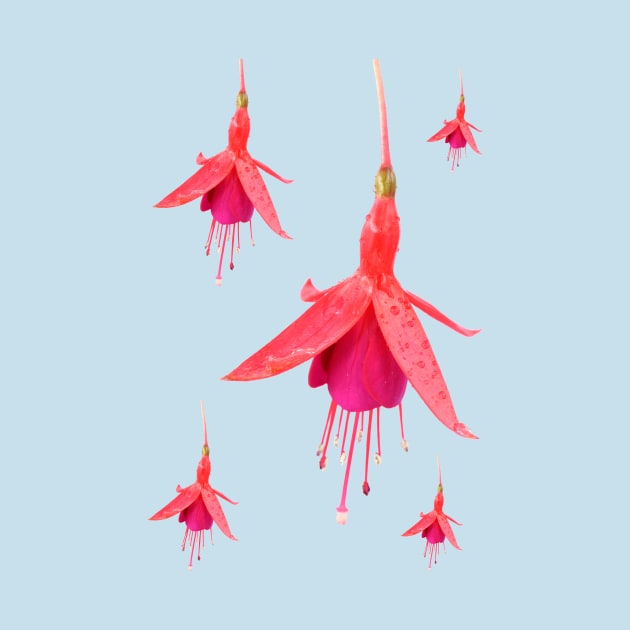 Fuchsia &#39;Pink Fizz&#39; by chrisburrows