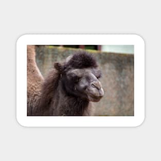 Close up of a camel's head Magnet