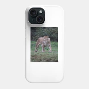 beautiful Lion walking, lion lover, photo. Phone Case