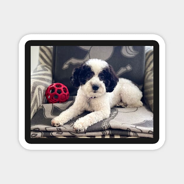 Lucy, November 2022 Magnet by ephotocard