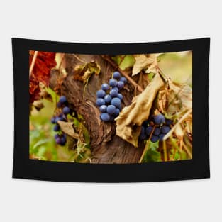 Blue grapes on a vine, closeup Tapestry