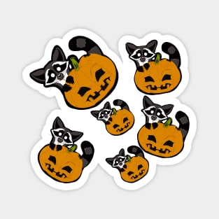 Pumpkin racoon Magnet