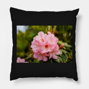 Pink rhododendron flowers Pillow