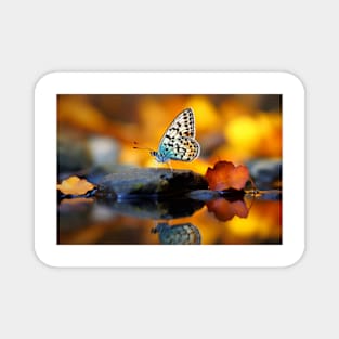 Butterfly Water Nature Serene Tranquil Magnet