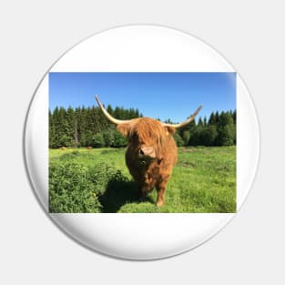 Scottish Highland Cattle Cow 2418 Pin