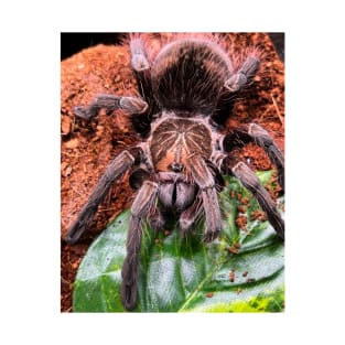 Pamphobeteus platyomma/Pink Bloom Tarantula T-Shirt