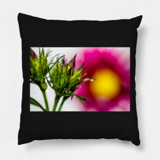 Spiky Green Plant on a Colorful Background Poster Pillow