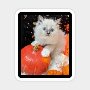 Halloween kitten Magnet