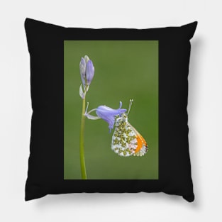 Orange Tip on a Bluebell with green background Pillow