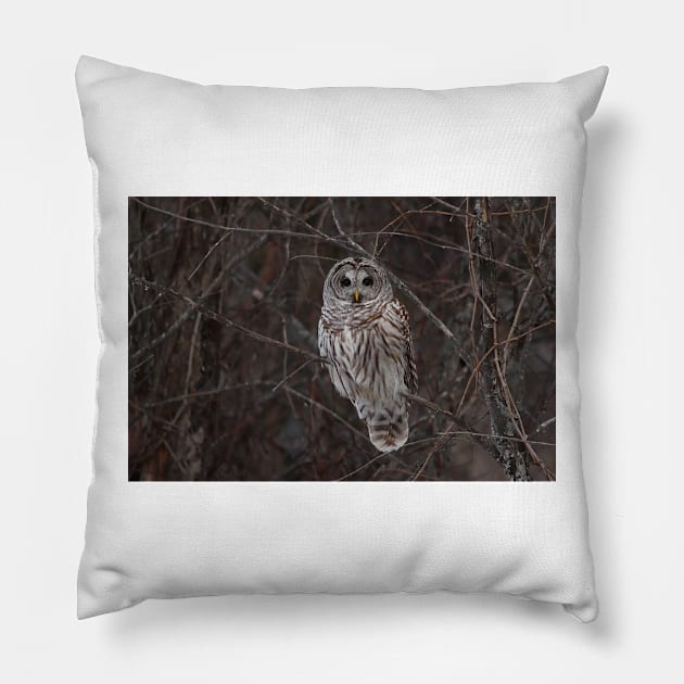 Barred Owl - Kanata, Ont Pillow by Jim Cumming