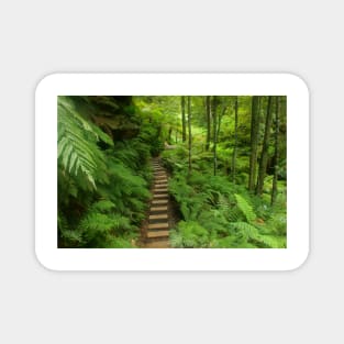 Pathway of ferns Magnet